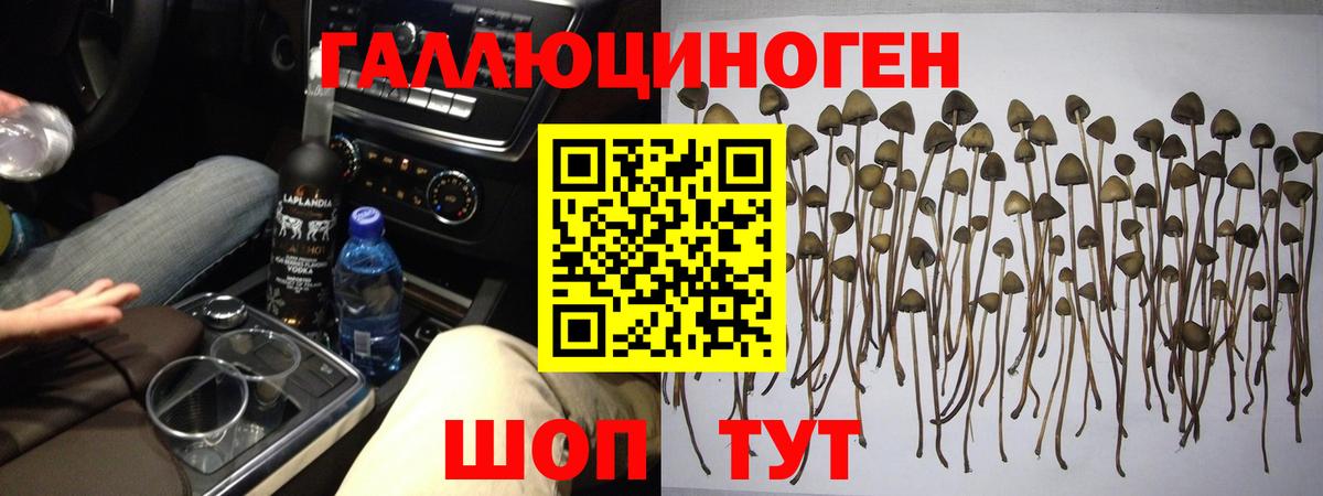 Галлюциногенные грибы Psilocybine cubensis  Вход с VPN  Реутов 